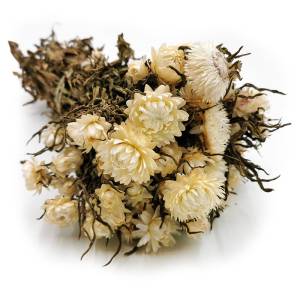 Helichrysum bracteatum Dried - Everlasting Flower - White