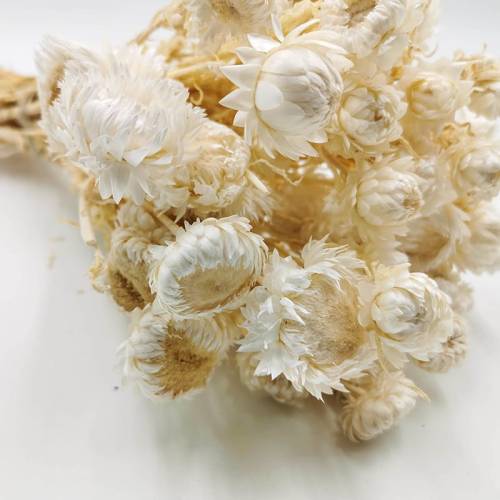 Kocanka Bielona (Helichrysum) zblizenie.jpg