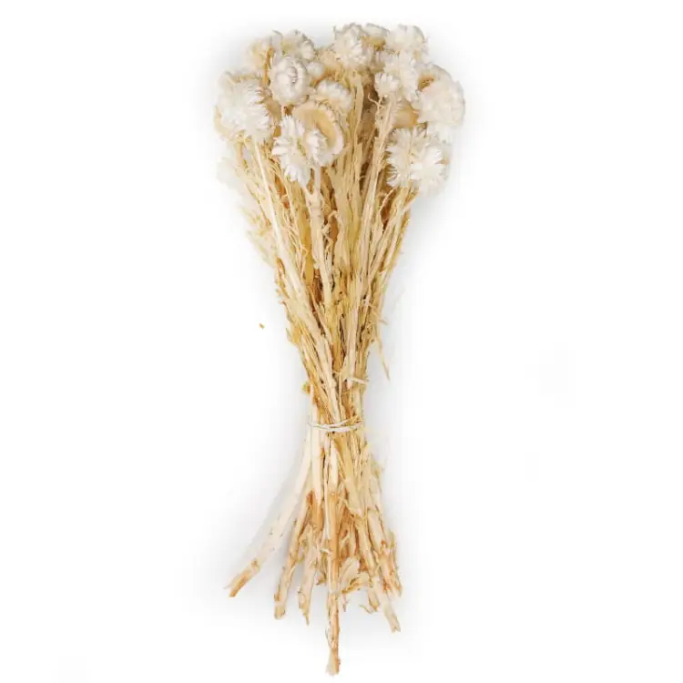 Kocanka Bielona (Helichrysum) bukiet.jpg