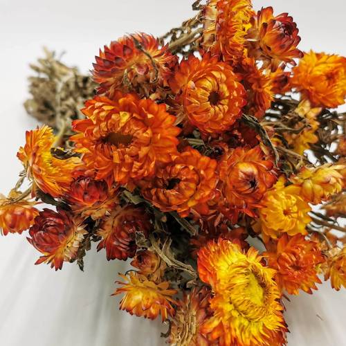 Kocanka Pomaranczowa (Helichrysum) zblizenie.jpg