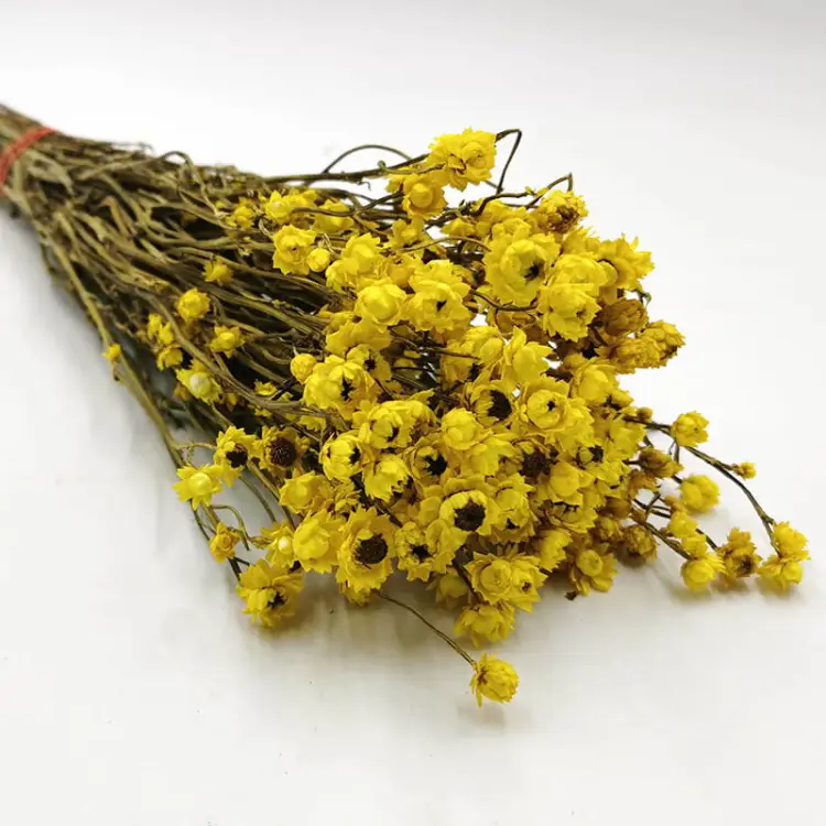 Ammobium zolte zbliz.jpg