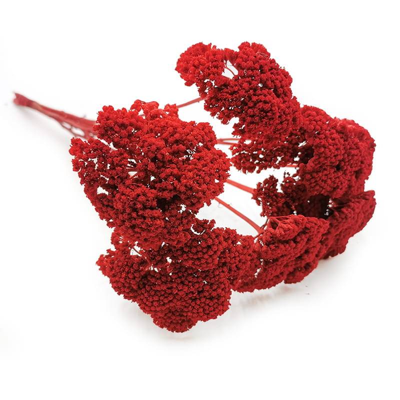 Krwawnik Czerwony okladka.jpg