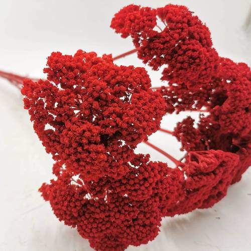 Krwawnik Czerwony.jpg