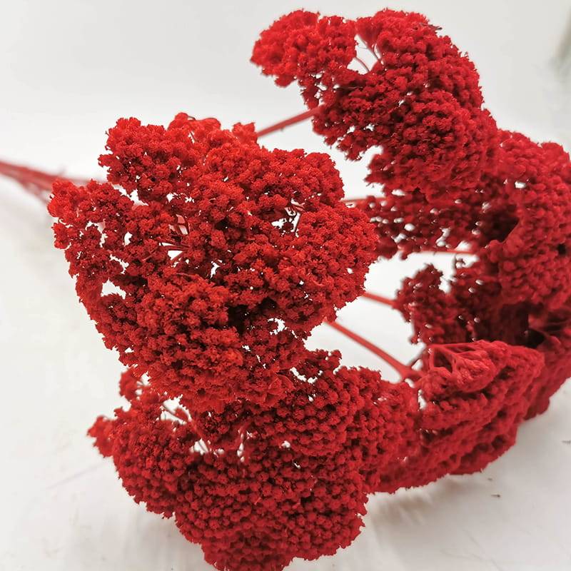 Krwawnik Czerwony.jpg