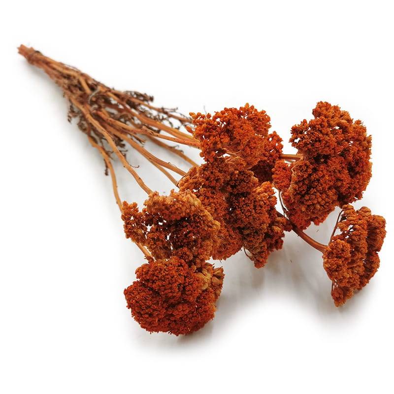 Dried Yarrow - Achillea - Orange
