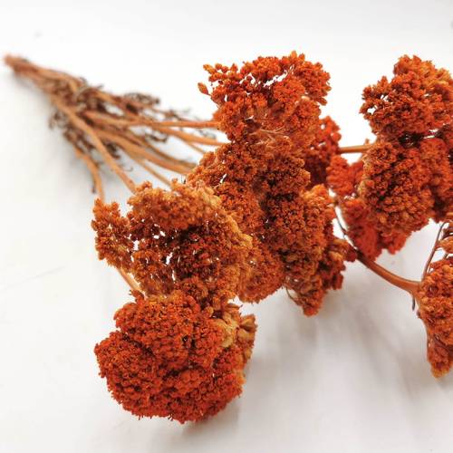 Krwawnik Pomarańczowy.jpg