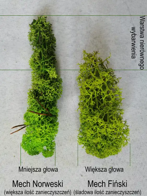porownanie1.jpg