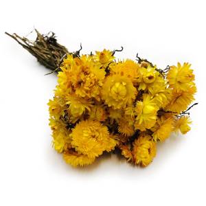 Helichrysum bracteatum Dried - Everlasting Flower - Yellow