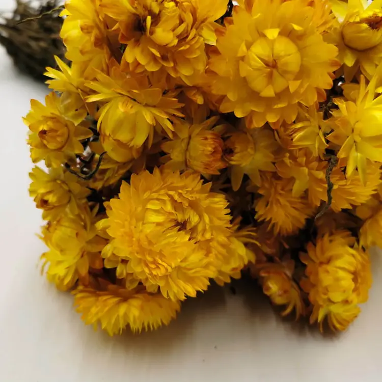 Kocanka Żółta PREMIUM zbliz.jpg