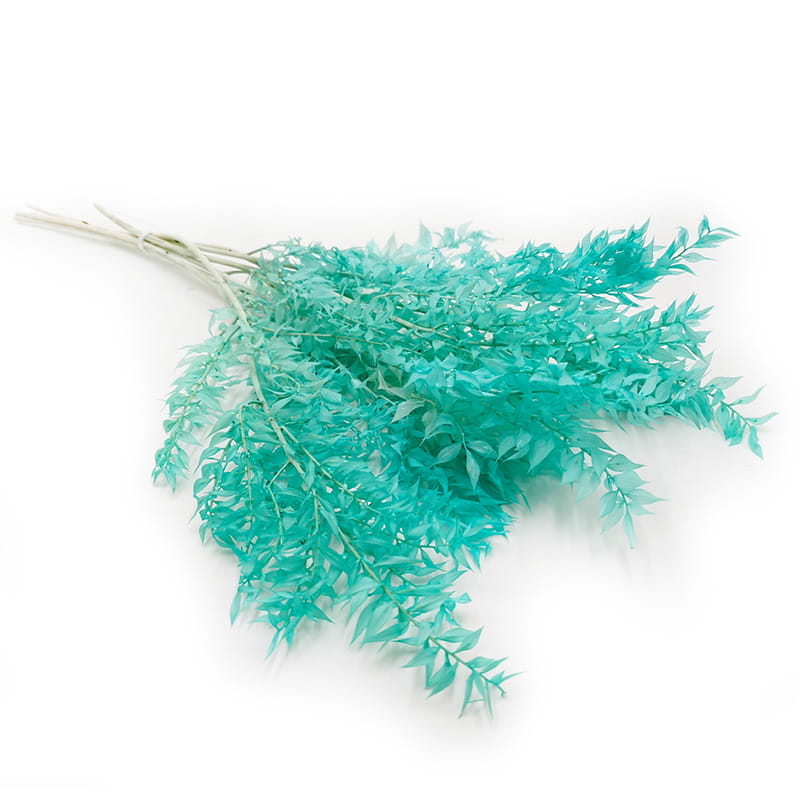Ruscus Preserved - Mint