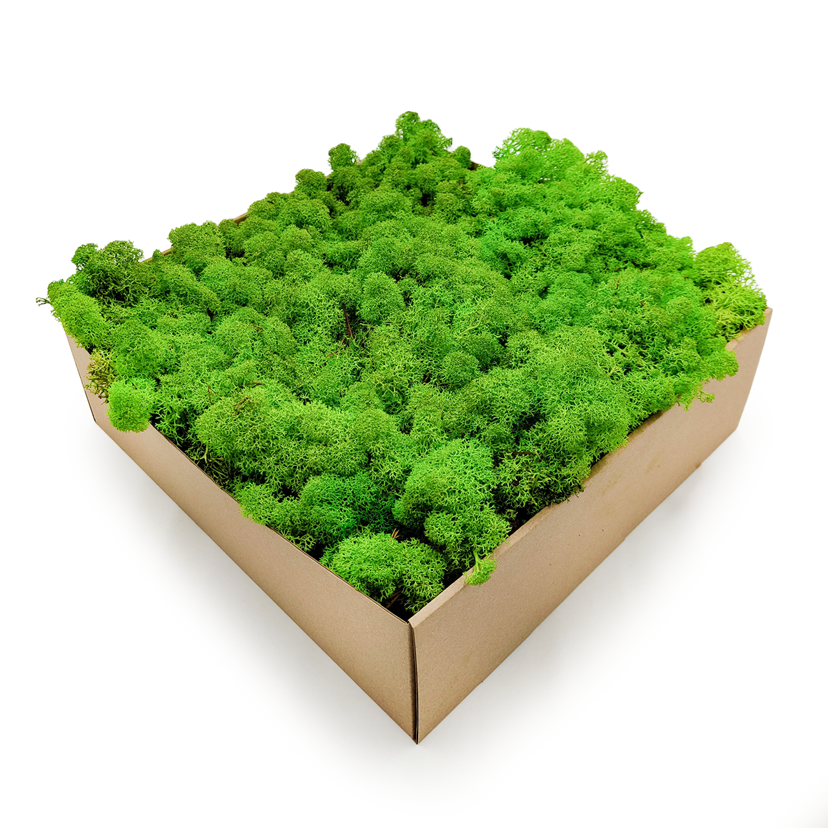 Reindeer Moss - Norwegian-  Grass Green 5kg NET