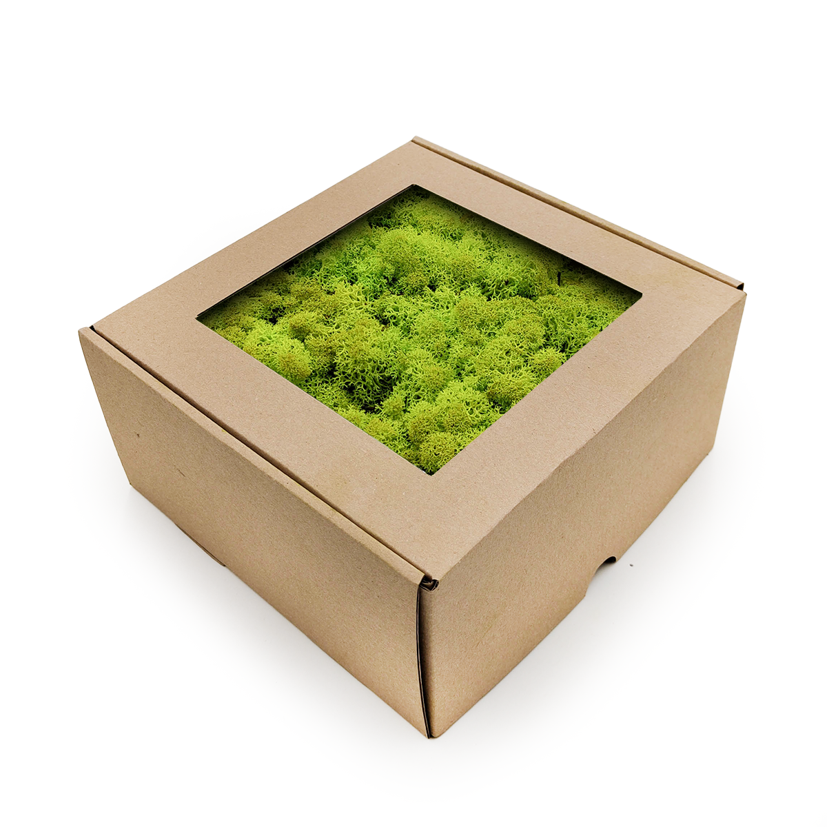 Reindeer Moss - Norwegian-  Spring Green 250g NET
