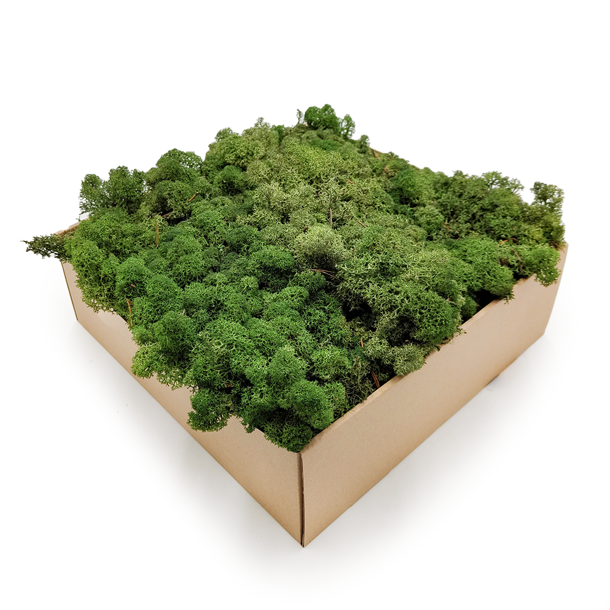 Reindeer Moss - Norwegian-  Bottle Green 5kg NET