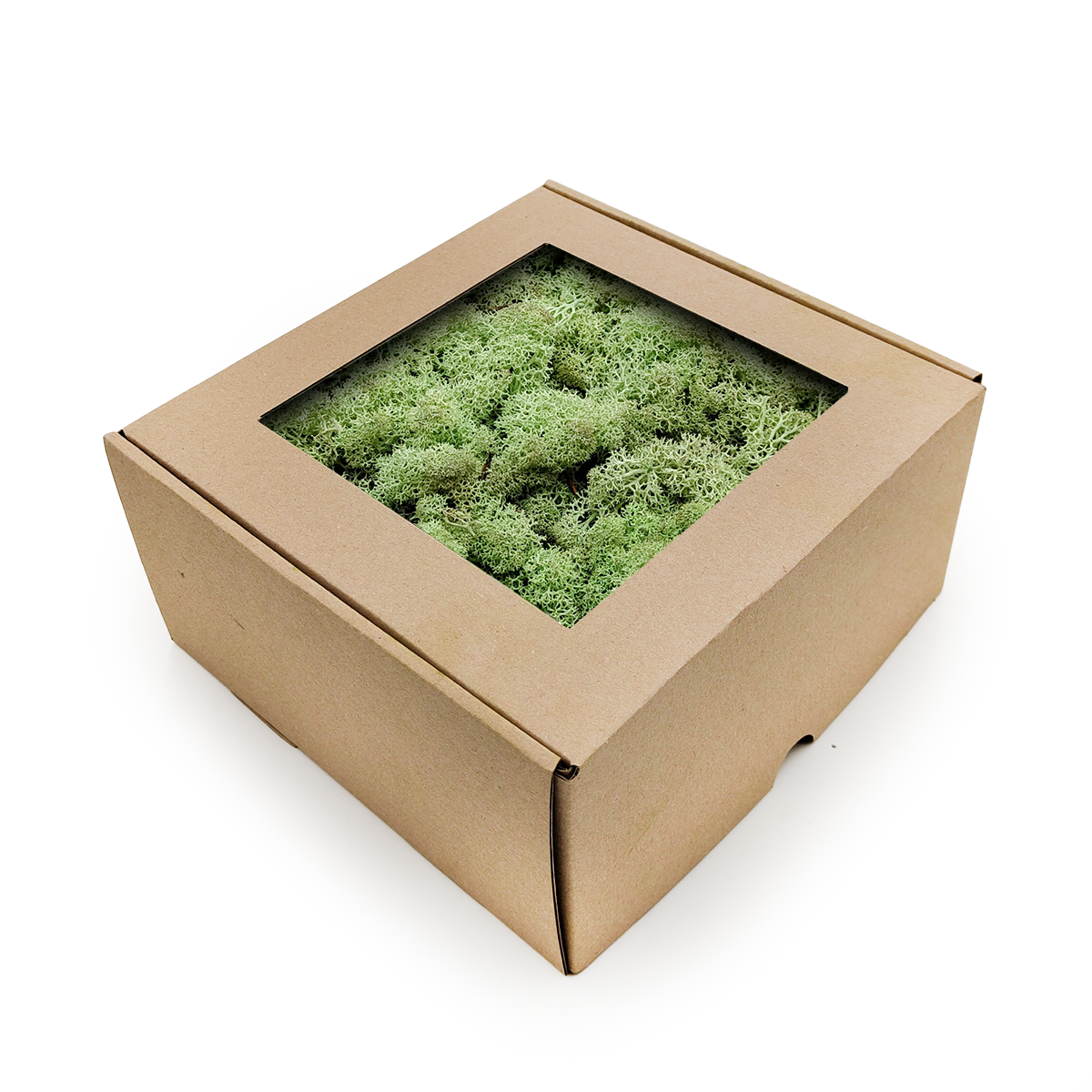 Reindeer Moss - Norwegian-  Mint Green 250g NET