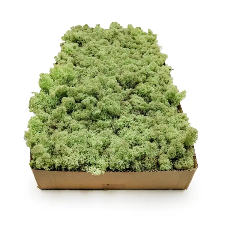 Nor Mint 3.png