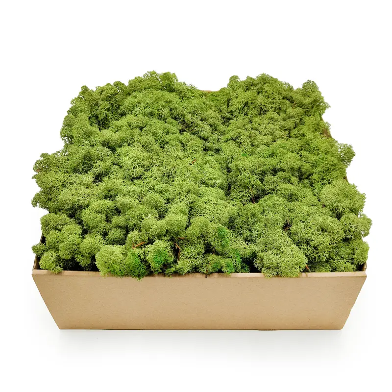 Nor SZ 1.png