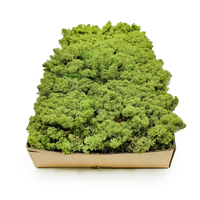 Nor SZ 3.png