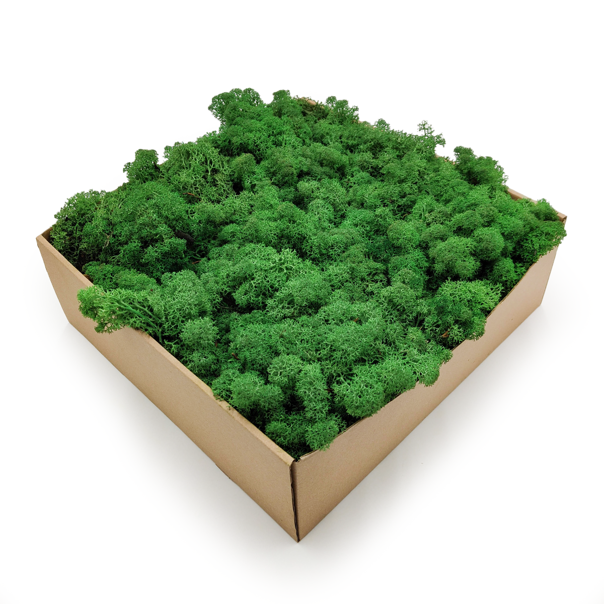 Reindeer Moss - Norwegian-  Grass in Shade 2.5kg NET