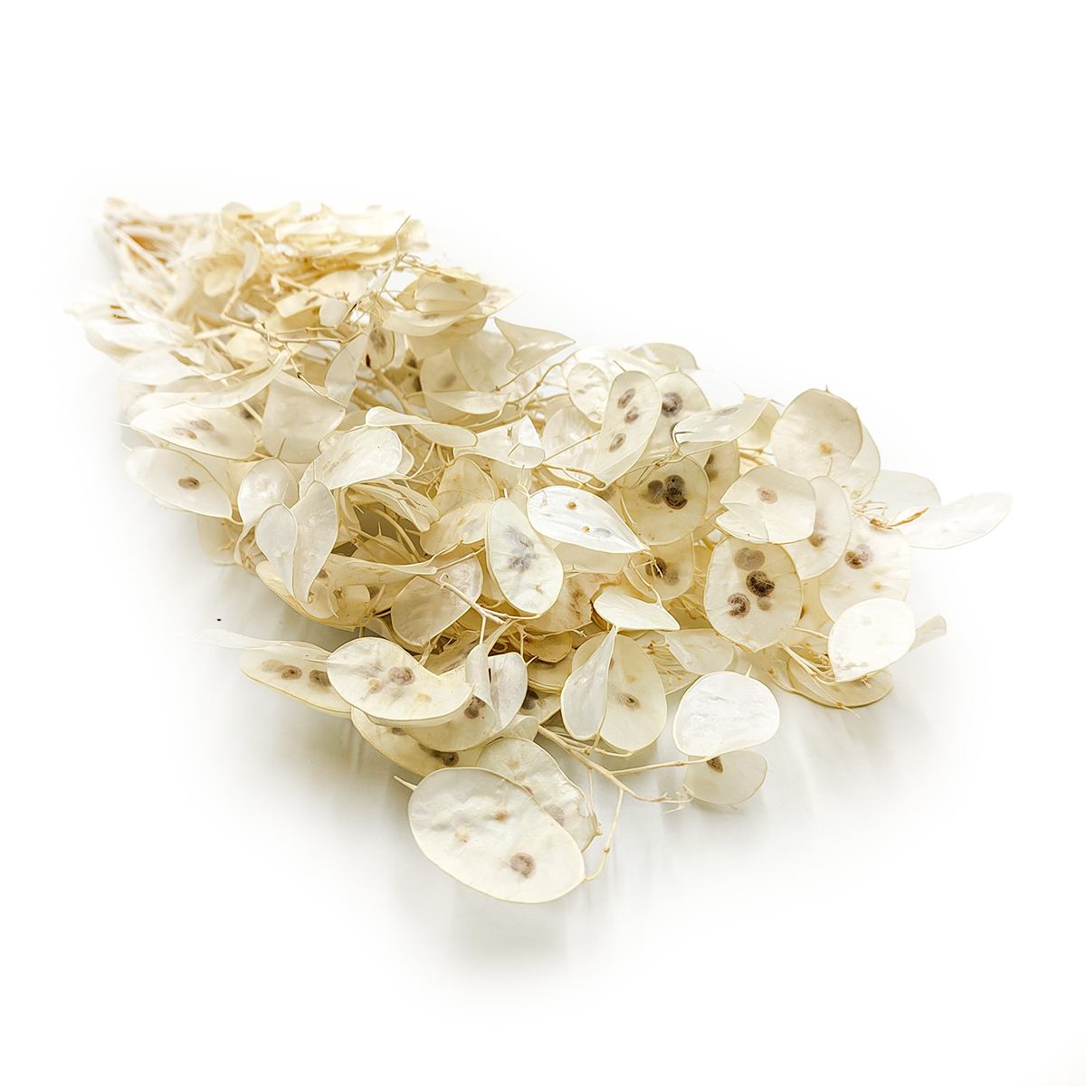 Lunaria - (Honesty) - Bleached