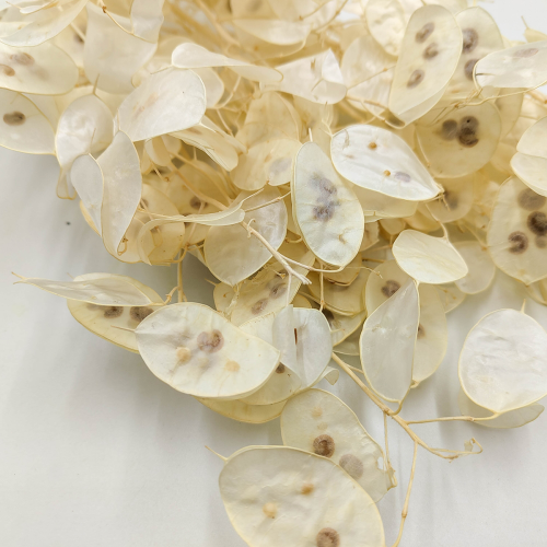 Lunaria Polska zblizenie.png