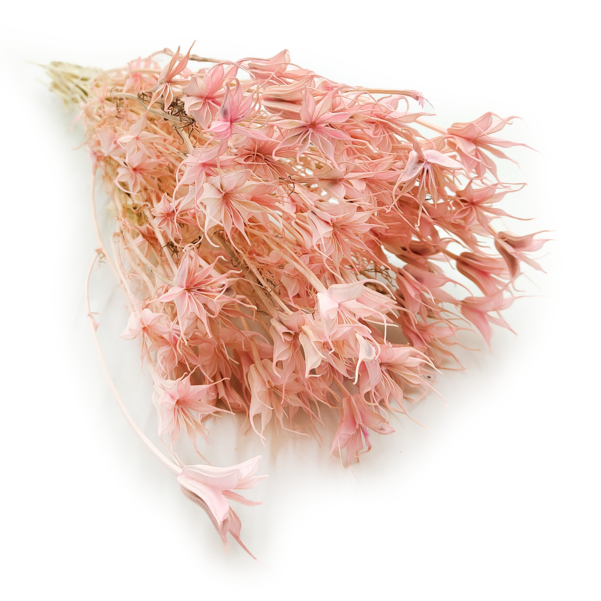 Dried Nigella - (Nigella Orientalis) - Pink