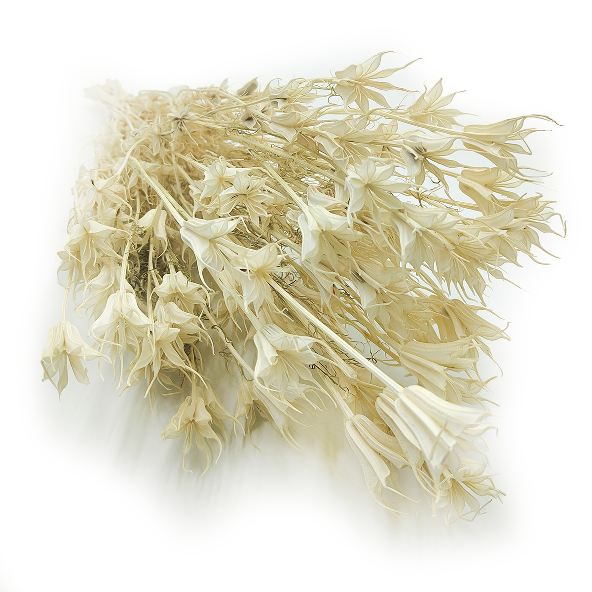 Dried Nigella - (Nigella Orientalis) - Bleached