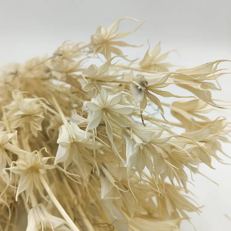 czarnuszka orientalna bielona zliz.png