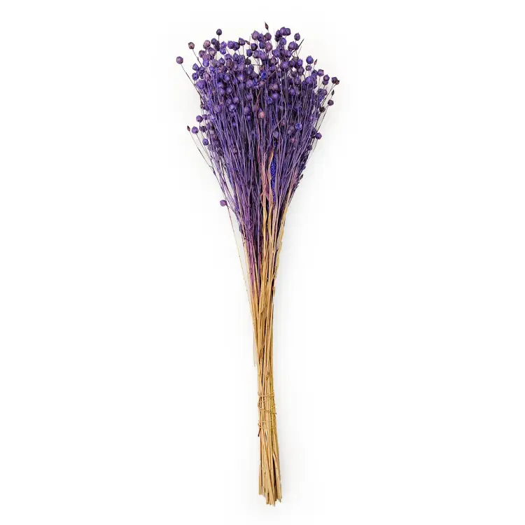 Suszony Len Królewski Granat.png