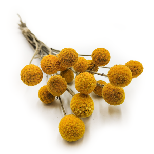 Yellow Craspedia - (Natural Craspedia) - Bouquet of 20pcs