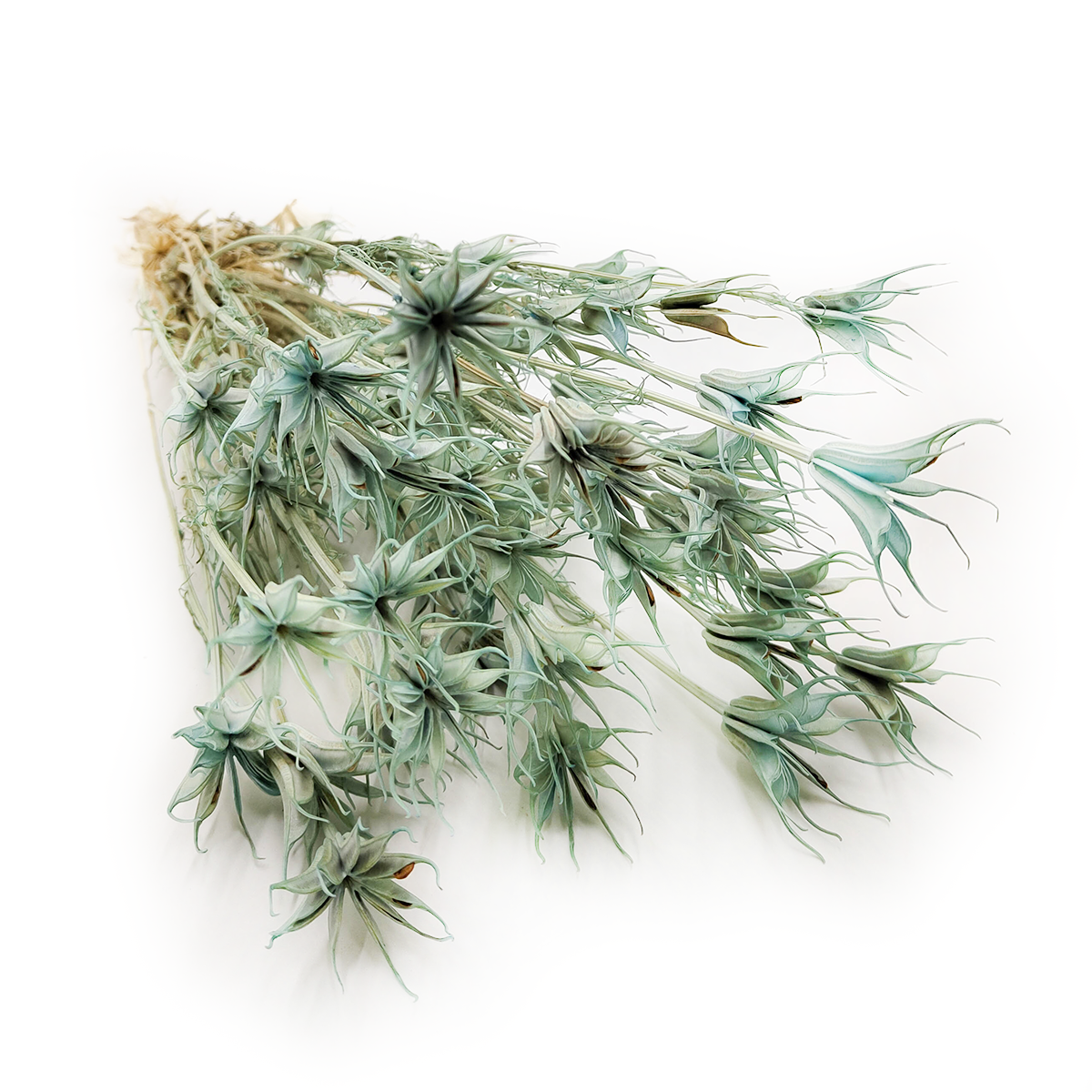 Dried Nigella - (Nigella Orientalis) - Mint green