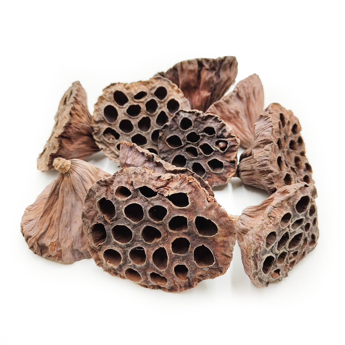 Medium Lotus M (Natural) - exotic dried flowers - 10 pieces