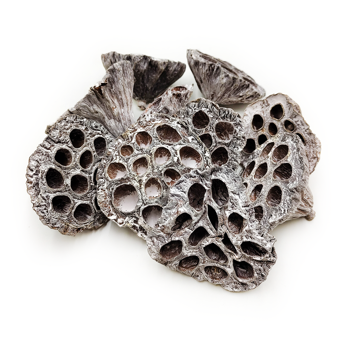 Medium Lotus M (White Washed) - exotic dried flowers - 10 pieces