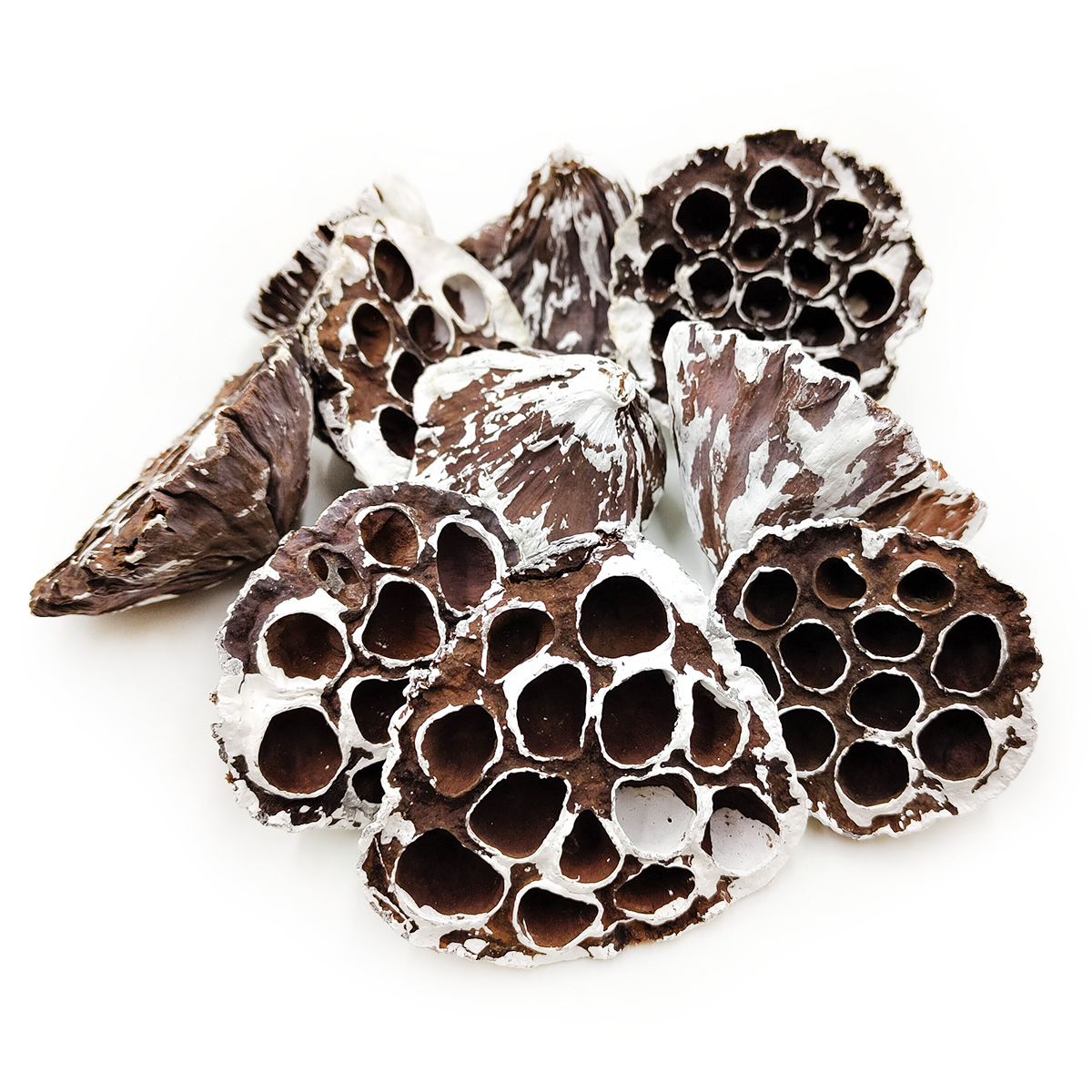 Medium Lotus (Snow Tip) - exotic dried flowers - 10 pieces