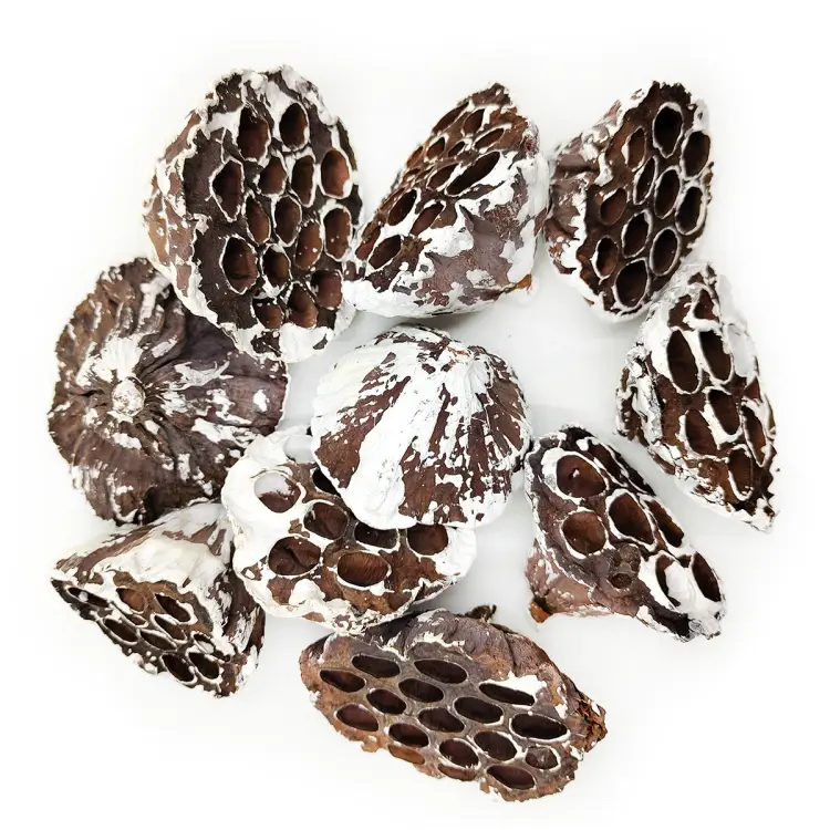 Lotos M snow tip.png