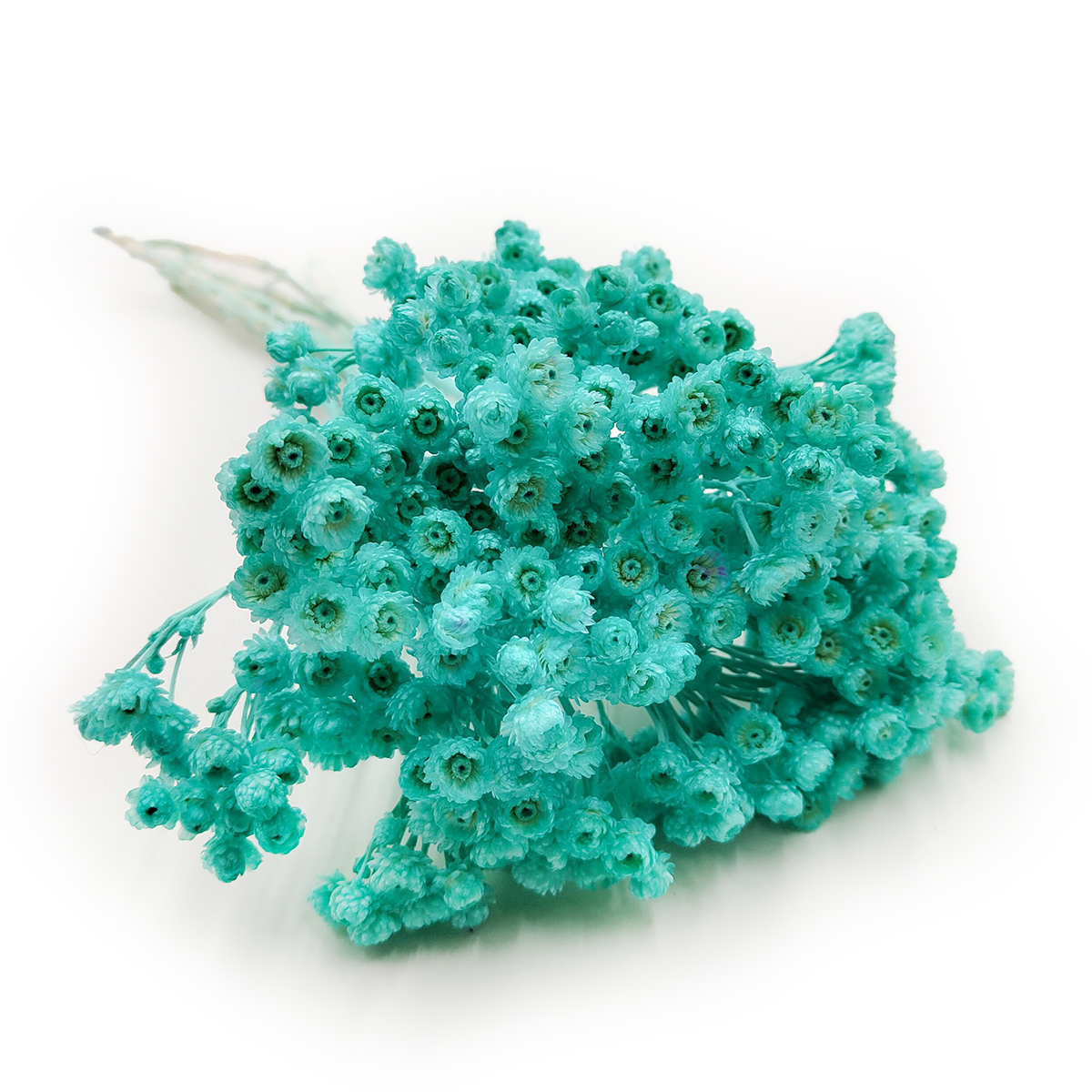 Dried helichrysum - (Helichrysum italicum) - Mint