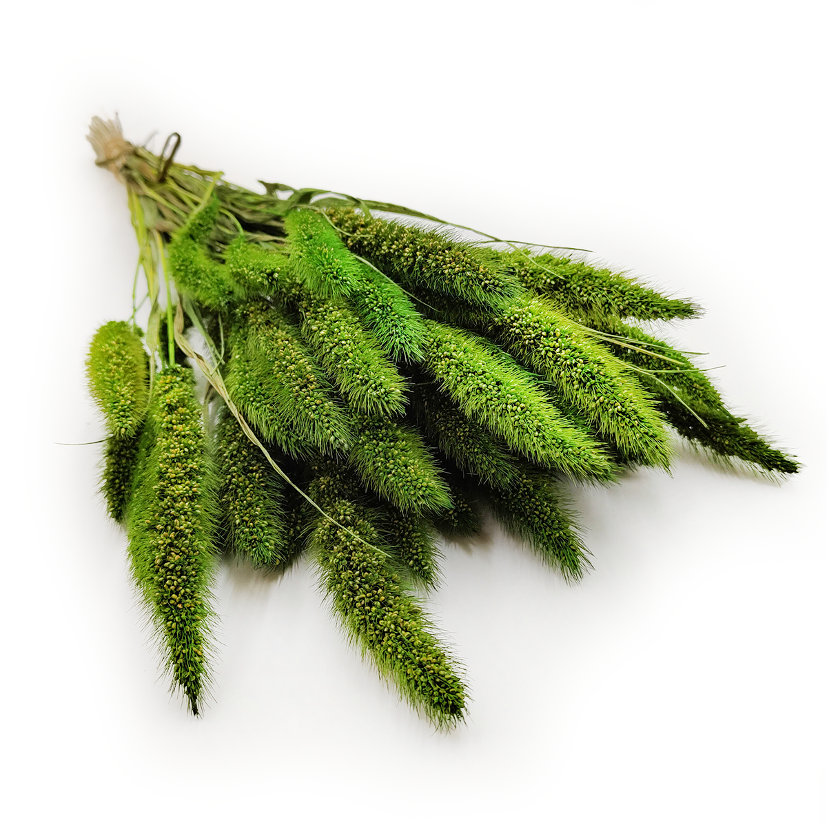 Setarea Dried - Bristle Grass - Foxtail - Green