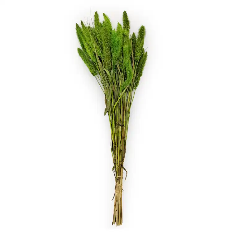 Setaria suszona zielona cala.png