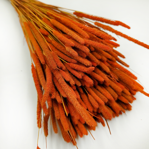 Tymotka trawa suszona pomaranczowa zbliz.png