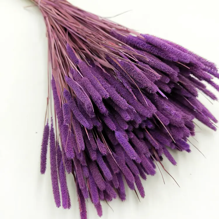 Tymotka trawa suszona fioletowa zbliz.png