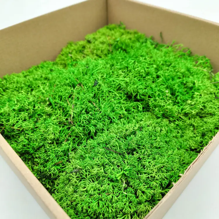 Chrobotek Poduszkowy Kulisty Jasnozielony 5.png