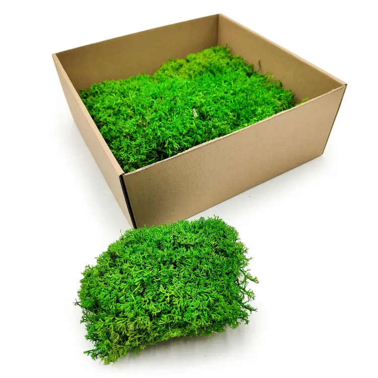 Chrobotek Poduszkowy Kulisty Jasnozielony okladka 1.png