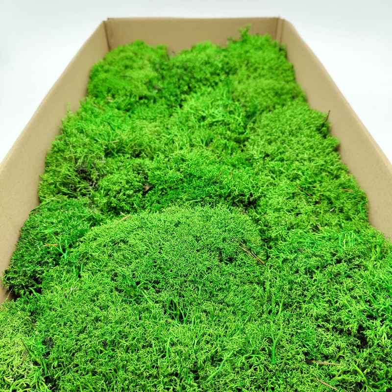 Chrobotek Poduszkowy Kulisty Jasnozielony 4.png