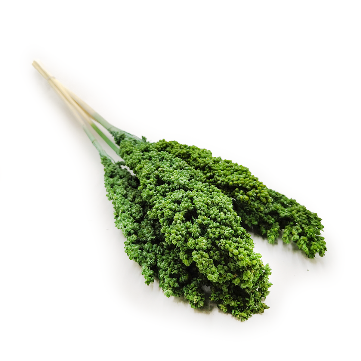 Sorghum Millet - Green - bouquet 5pcs