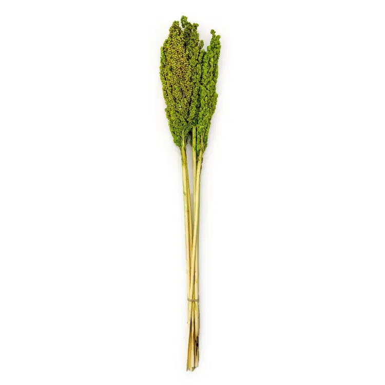 Sorgo Seledynowe cale.png