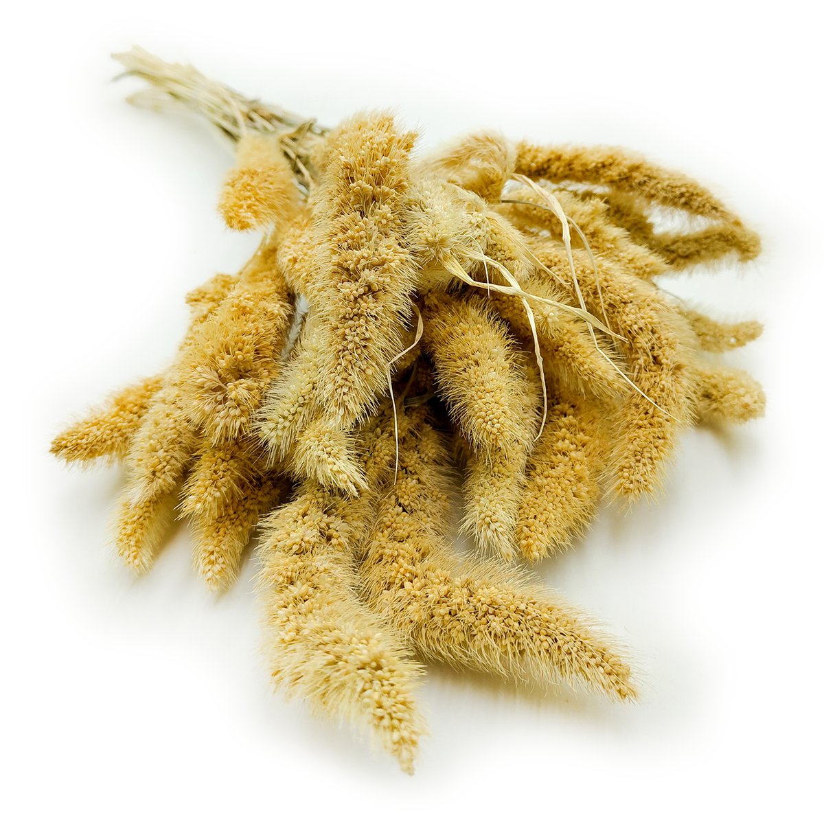 Setarea Dried - Bristle Grass - Foxtail - Bleached