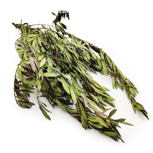 Stabilized Olive - Olea - Green