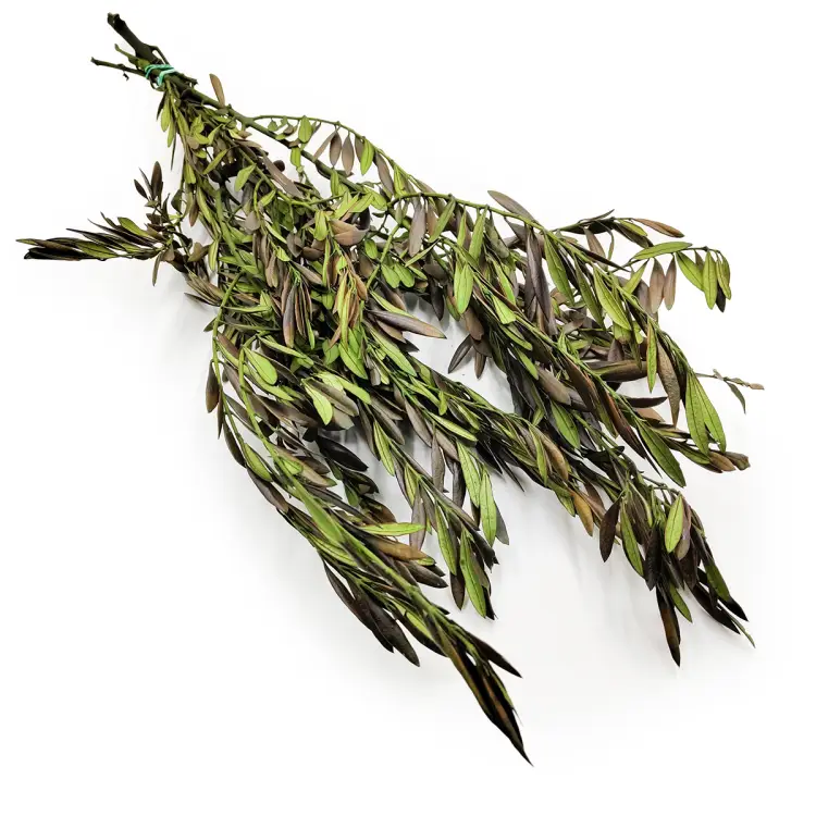 Oliwka Stabilizowana.png