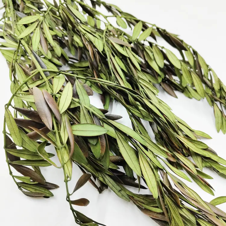 zblizenie Oliwka stbilizowana.png