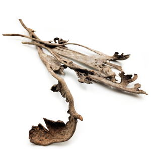 Natraj Large - Moose Horns - Natural 5 pcs