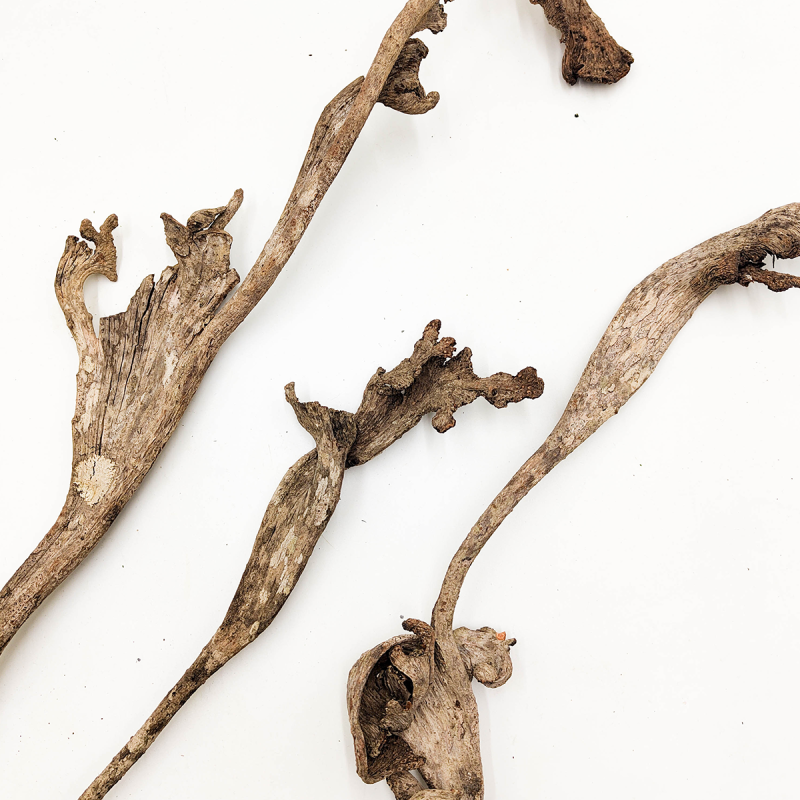 Natraj Naturalny Łosie Rogi zblizenie.png